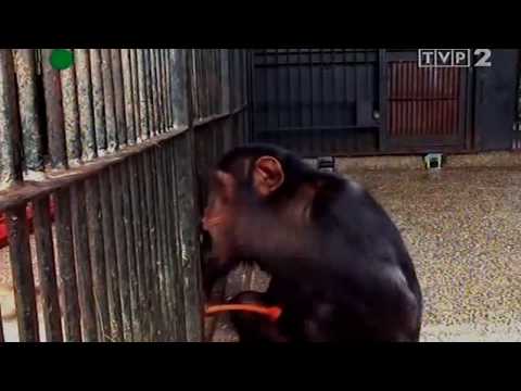 Wideo: Różnica Między Małpami A Małpami