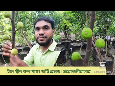 টবে ত্বীন ফল গাছ প্রতিস্থাপন ও সঠিক পরিচর্যা এবং মাটিতে ত্বীন ফলের চাষ |  Krishi Deepti