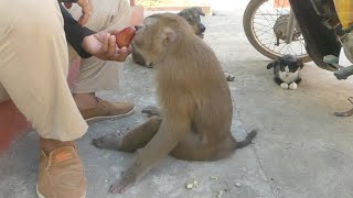 Abandoned monkey cat dog left at the monastery