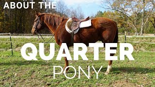 About The The Quarter Pony Us Horse Breeds Discoverthehorse