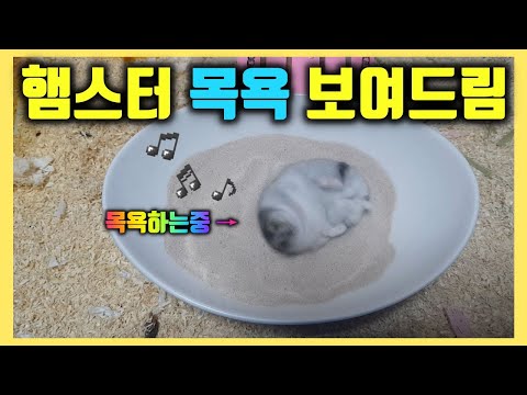 햄스터가 목욕하는 방법은 정말 놀랍습니다  The way a hamster takes a bath is amazing. / 드워프 햄스터 사막모래