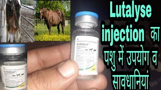 Lutalyse injection  का पशुओं में क्या उपयोग है, पशु को 72 घंटे में हिट में लाए,और क्या सावधानी रखें?
