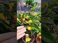 Orange Bushes Are Very Small But Surprisingly Fruitful شجيرات برتقال صغيرة جدا ولكنها مثمرة 
