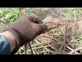 Корень солодки как растет где копаем что дальше Корень солодки как растет где копаем что дальше