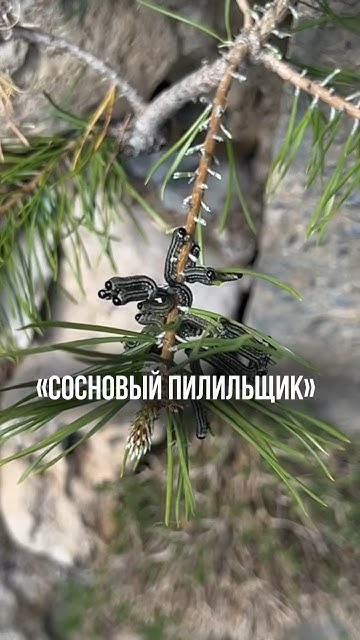 СОСНОВЫЙ ПИЛИЛЬЩИК. - YouTube