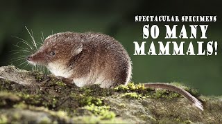 Spectacular Specimens: So Many Mammals!