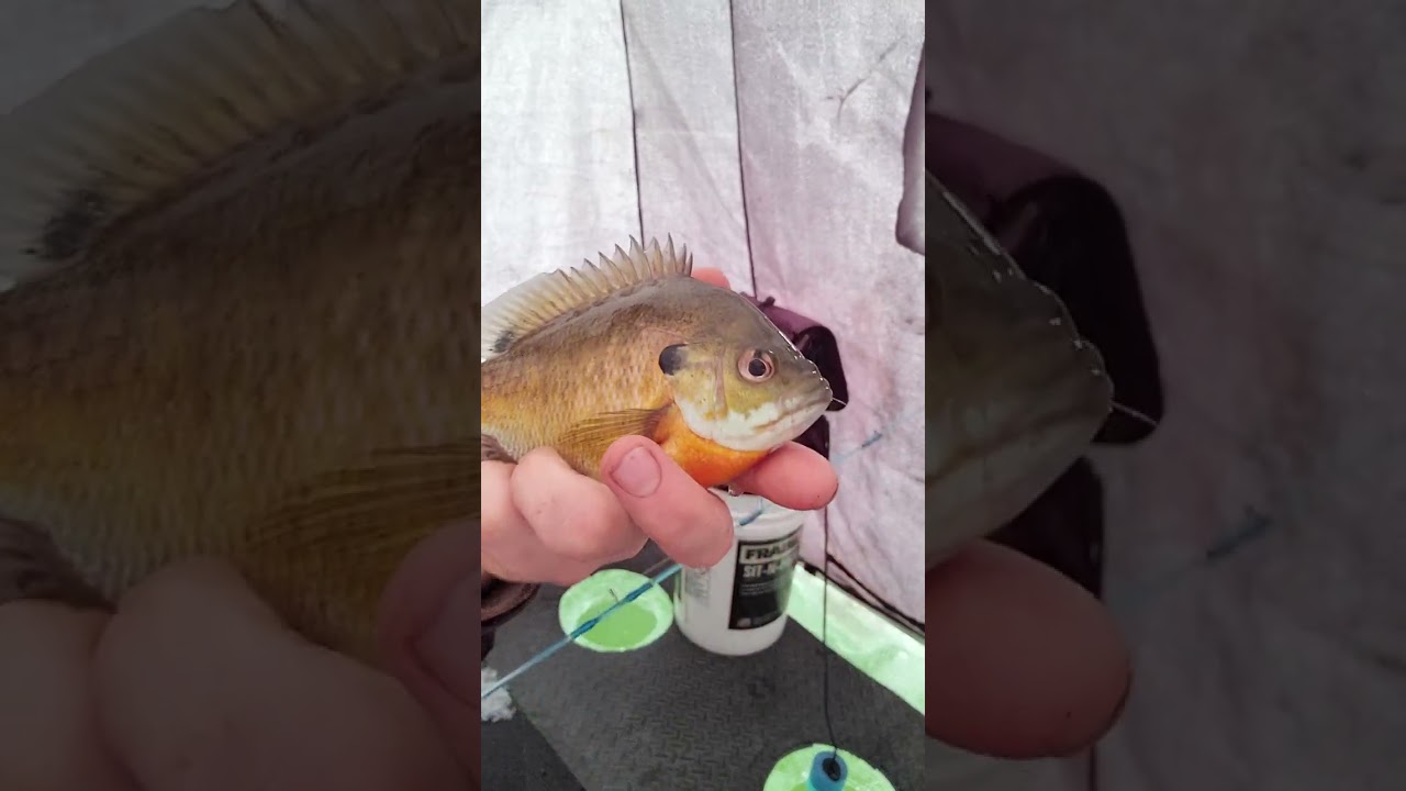 Working on a new years fish fry!!  Did we win???