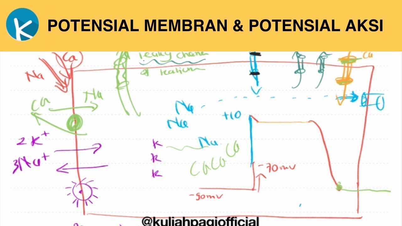 Potensial Aksi dan Potensial Membran Istirahat - Fisiologi Kelistrikan Jantung (2/5)