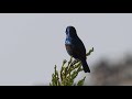 هذه أغنيتي Sunbird's song