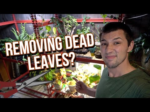 Video: Ar trebui să îndepărtez frunzele arse?