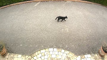 A hunter and its trophy - Recorded by Netatmo