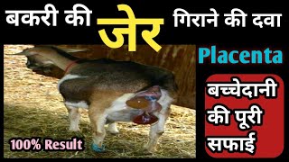 Retention of Placenta(ROP) in Goat || बकरी की जेर गिराने की दवा|| Bakri ki jer girane ki Medicine