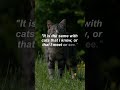 George Winston Quote on Inspiration and Cats