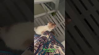 Clingy Cat #trending #catlife #catshorts #catvideos #cat