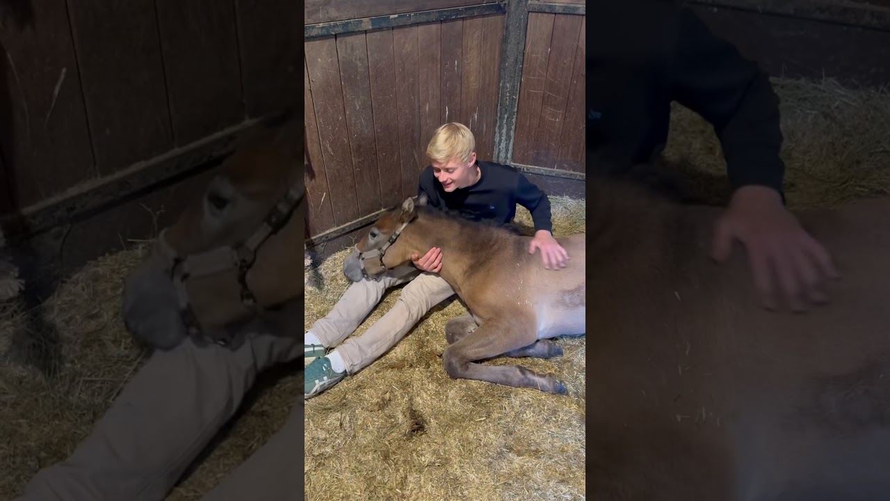 Enzo, the foal of Emporio and Vienna!😍 I am afraid I’ve already fallen in love🥲 