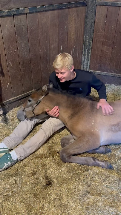 Enzo, the foal of Emporio and Vienna!😍 I am afraid I’ve already fallen in love🥲 #foal #horse