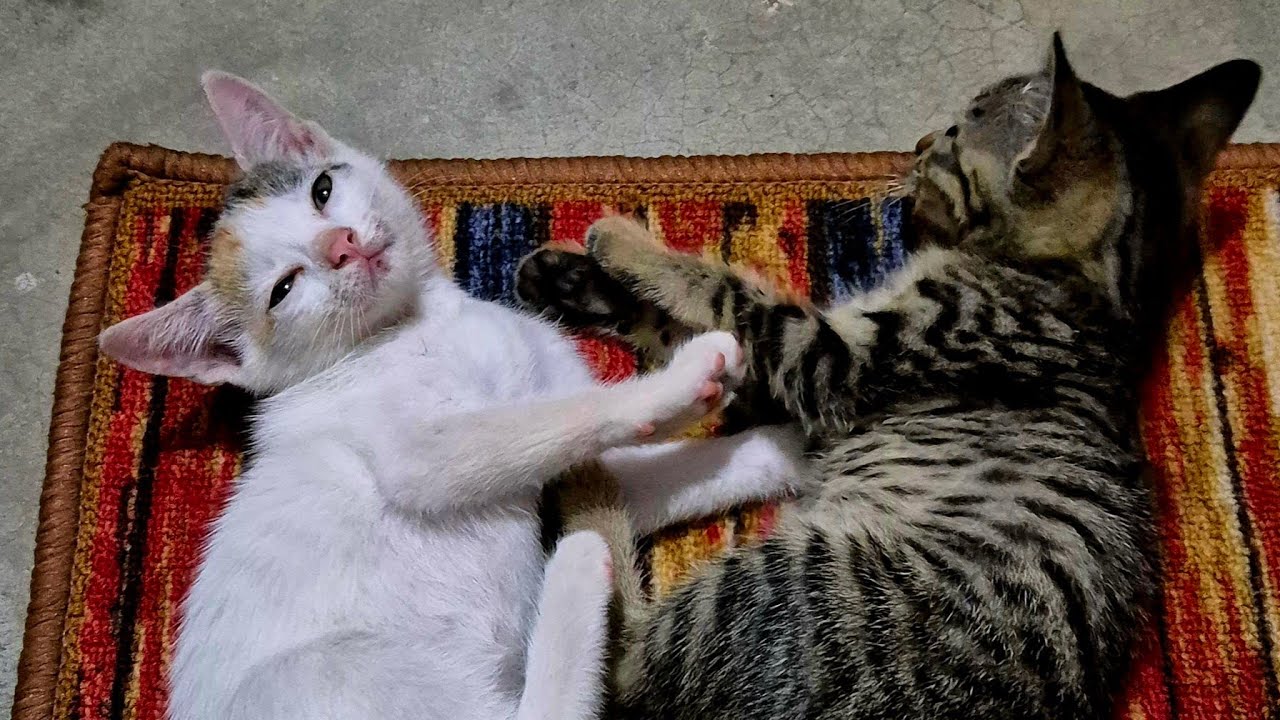Good evening friends my cute cute kittens play ❤️