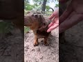 @houseofsausage: I think there are other methods but this one is the easiest and quickest 😂 #dog