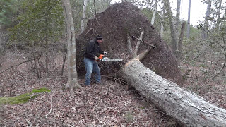 Using chainsaw to cut a felled tree at the rootball stump. Fell After Hurricane Sandy. 20’ MS 290