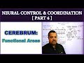 Neural Control and Coordination for NEET | Part 6 | CEREBRUM and Functional Area