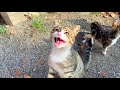 Homeless Hungry kittens meow loudly for food
