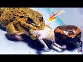 Asian Bullfrog With Triple Banded Bullfrog! Warning Live Feeding