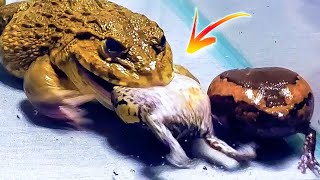 Asian Bullfrog With Triple Banded Bullfrog! Warning Live Feeding