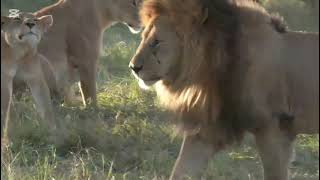 The Kings Mark A Lion, His Pride, And The Circle Of Life