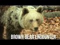 Brown bear encounter - Cautious and Curious