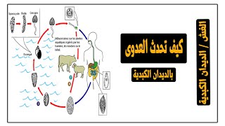 كيف تحدث العدوى في الديدان الكبدية في الانسان والحيوان