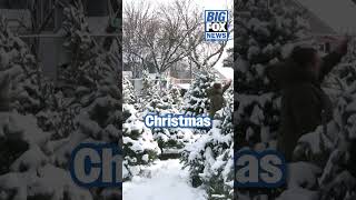Elmira tree farm celebrates 10 years with holiday giveaway #newyork #christmas #christmastree
