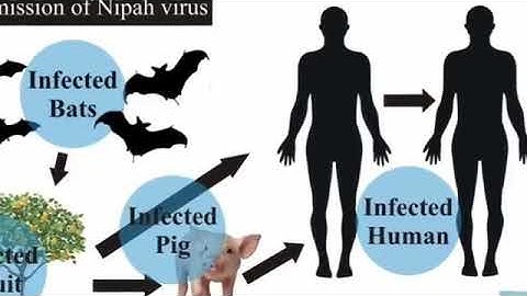 Nipah virus documentary