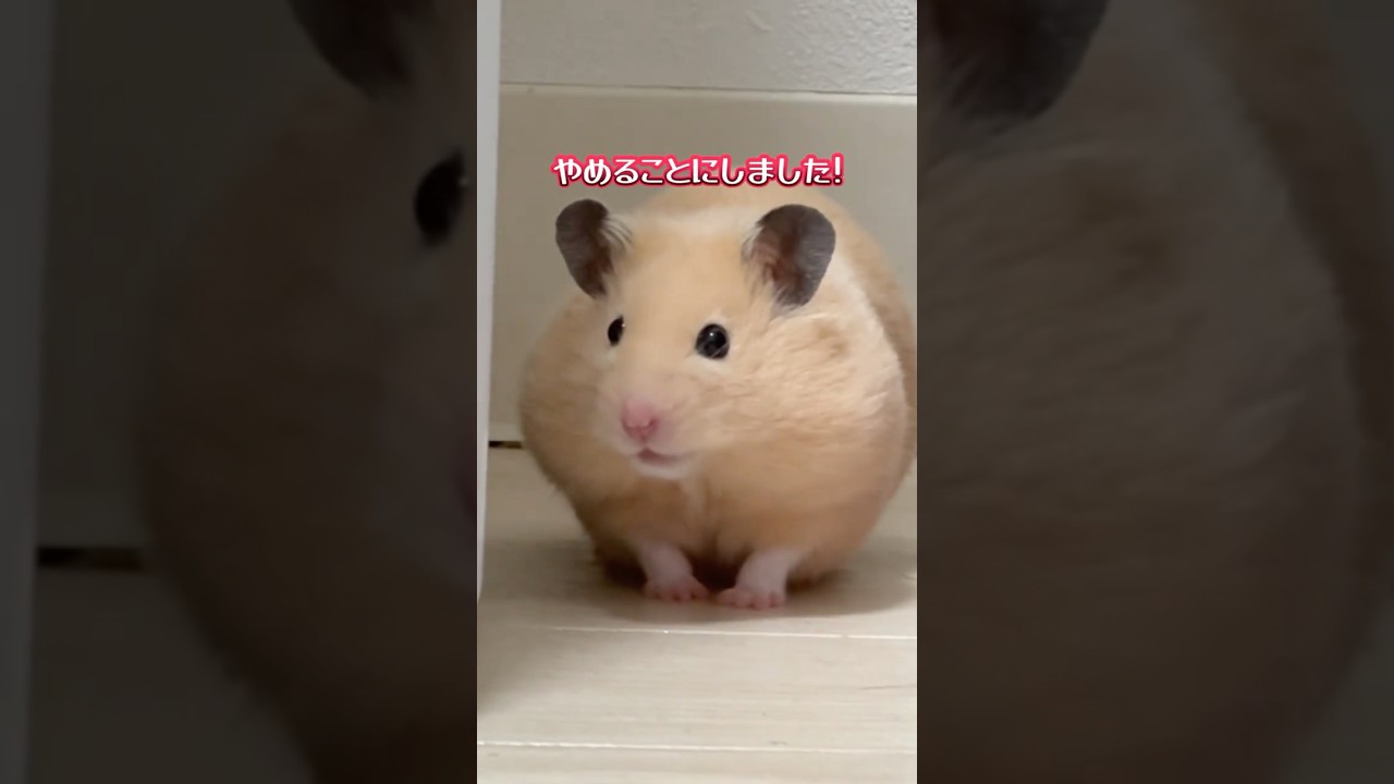 ポムさんからみんなにお知らせがあるようです！（キンクマハムスター