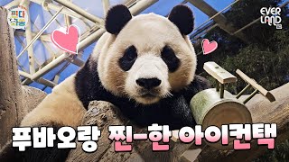 [ENG]푸바오와 눈이 마주쳤습니다💚 이제 행복이 찾아옵니다｜#판다와쏭 #150 #아이러푸루후