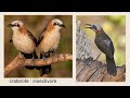 OISEAUX AFRIQUE AUSTRALE