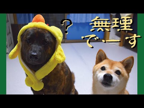言葉をしゃべろうとする柴犬と呆れる甲斐犬=!