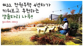 [정원 이야기 33편 4k] Korean garden. 남천나무 생울타리 식재ㅣ생울타리 나무 소개ㅣ피라칸타,사철나무,스카이로켓 ㅣ노지월동 다년생 뿌리나누기ㅣa hedge tree