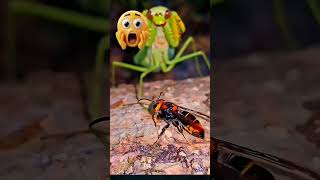INSECT SHOWDOWN: Praying Mantis vs Hornet – Who Wins? #animaldiscoveryhub #insectwars #insects