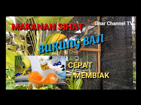 TIPS MAKANAN SIHAT BURUNG BAJI PARKIT CEPAT BERTELUR