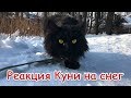 РЕАКЦИЯ МЕЙН-КУНА КУНИ НА СНЕГ / Maine coon sees snow for the first time