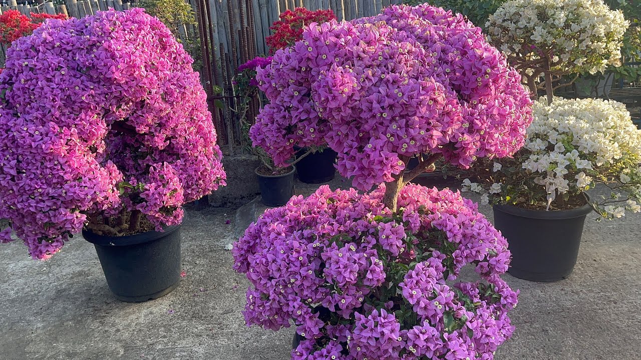 Hidden Bloom : Mission Vengthlangah Pi Jenny Saron vulmawi lutuk en ang aw  #bougainvillea #flowers