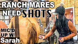 Getting Pitzer Mares Ready for Frozen Semen - Behind the Breeding Scenes at Pitzer Ranch