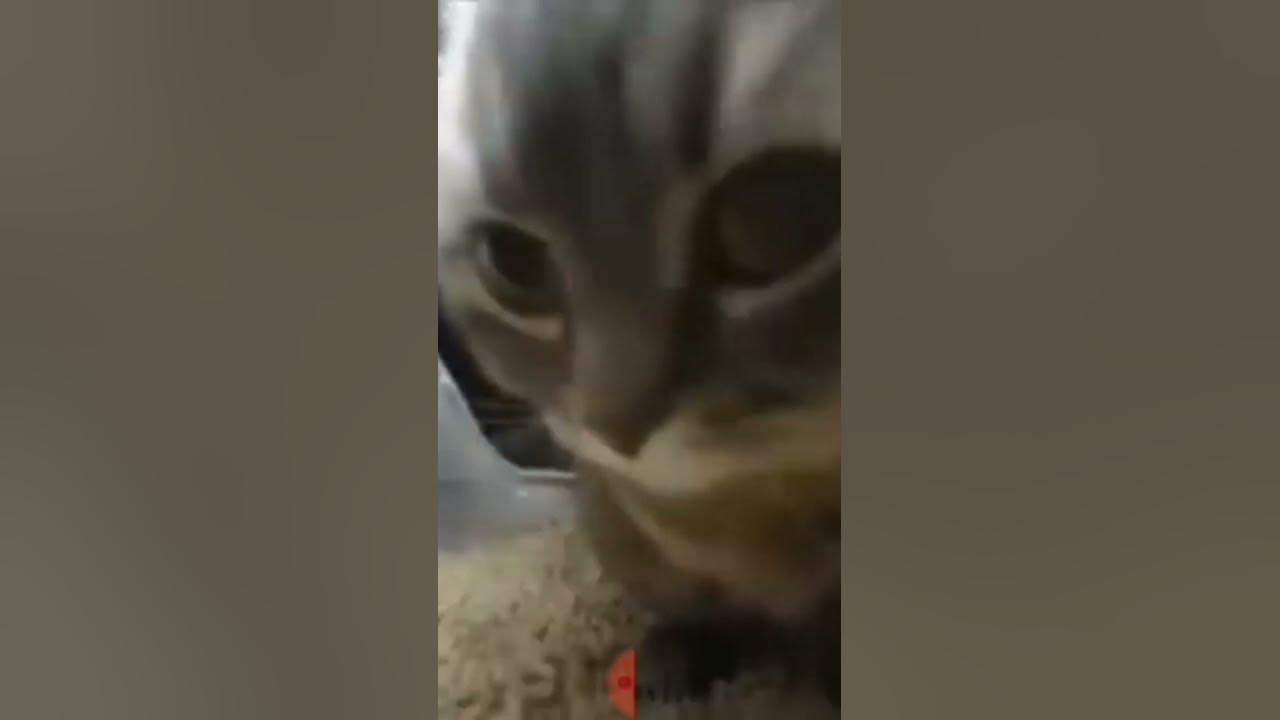 chipi chipi chapa chapa cat meme part 2 YouTube