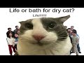 Life or bath for dry cat