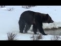 🔴 LIVE: Dramatic Yellowstone Moments | BBC Earth