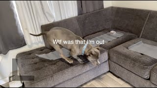 The most effective way to remove dog from couch |Scat Mat|