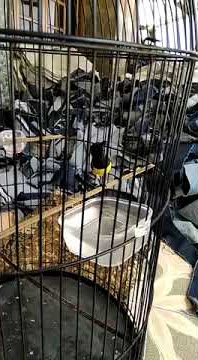 Sogon full isian prenjak lumut (tembos di gantangan)