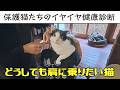 保護猫たちのイヤイヤ健康診断・2026年8月号