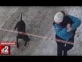 Бойцовский пёс нападает на беременную. Видео!