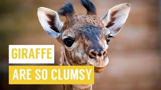 Clumsy Giraffes Learning to Walk and Falling over Compilation